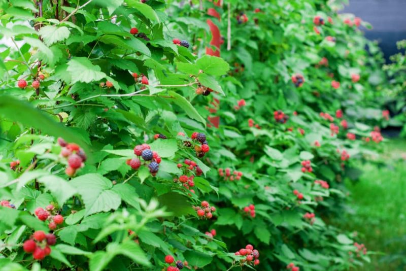 Tayberry Plant Care & Growing Tips Horticulture.co.uk