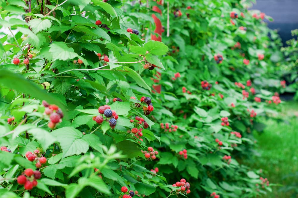 Tayberries at various stages of ripeness growing from a large border bush