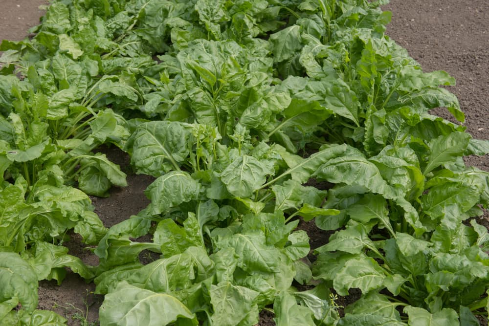 perpetual spinach growing wildly in an allotment patch