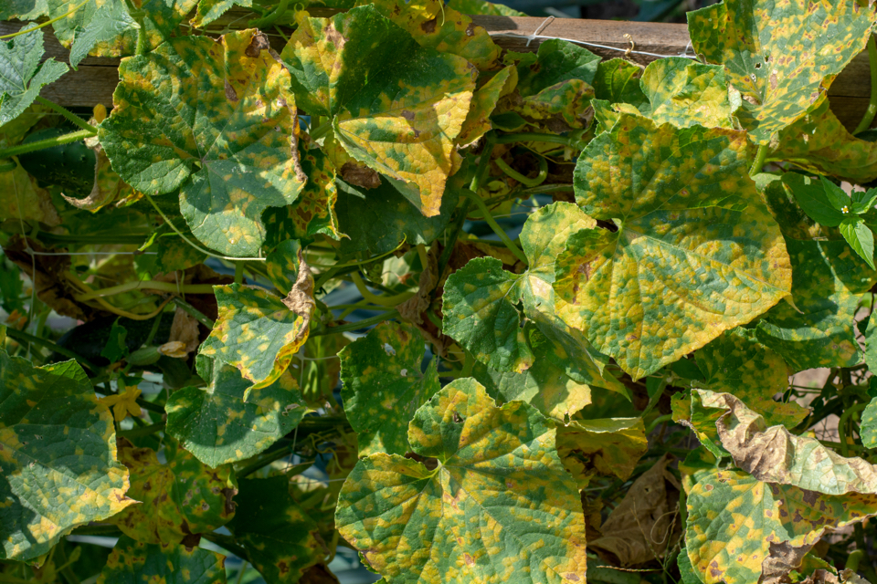 downy mildew, which has created yellow patches, on the surface of some leaves growing against a fence