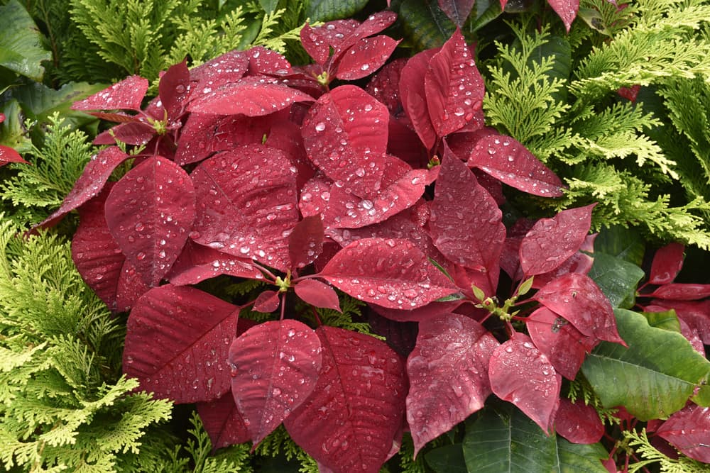 red Poinsettias mixed with conifers in a Christmas display