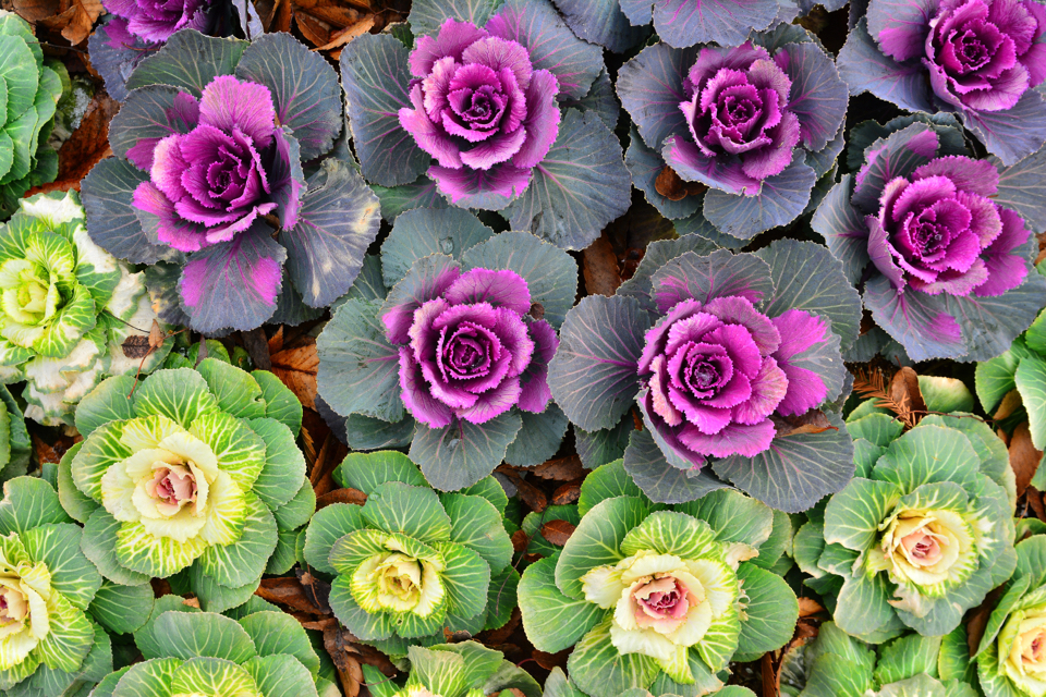 Brassica oleracea with purple and green foliage growing side by side 