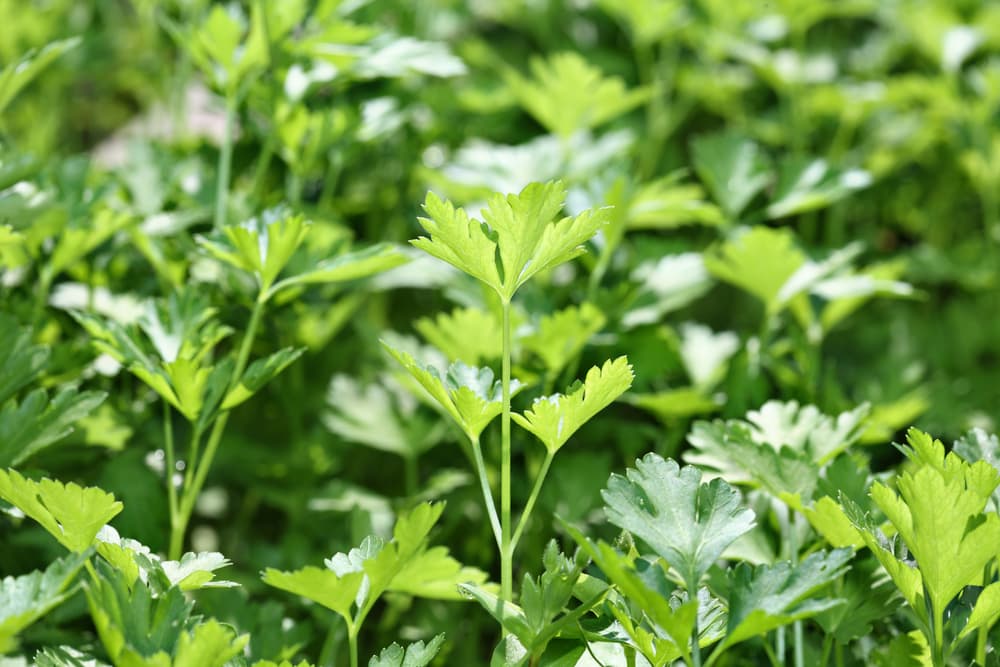 new growth on a Petroselinum crispum plant