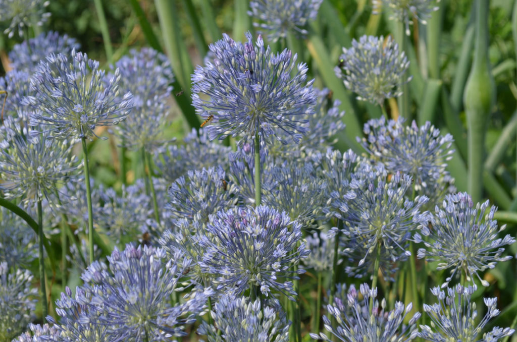 light blue garlic with big lilac flowering heads growing outside in a flowerbed 