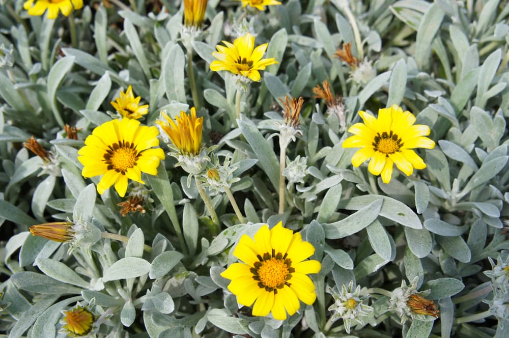trailing treasure flowers with bright yellow blooms and silvery foliage