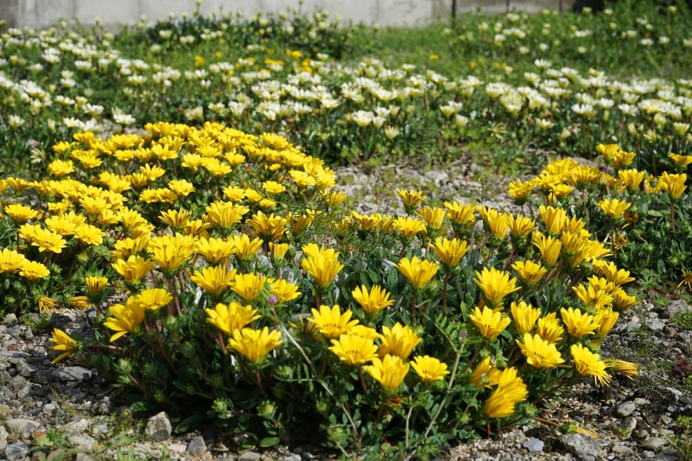 ground covering yellow and white flowers of Gazania growing from very dry, rocky ground