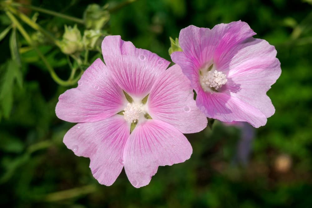 perennial pink-flowering garden tree mallow Lavatera thuringiaca