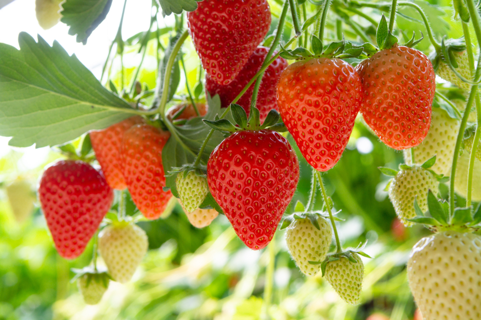 strawberry fruits hanging from their plants, some are red and ripe and some are still white