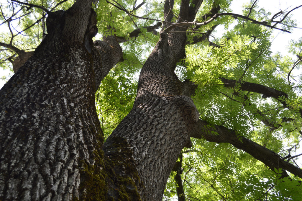 a healthy ash tree with a thick trunk and lots of healthy green foliage growing in the sun