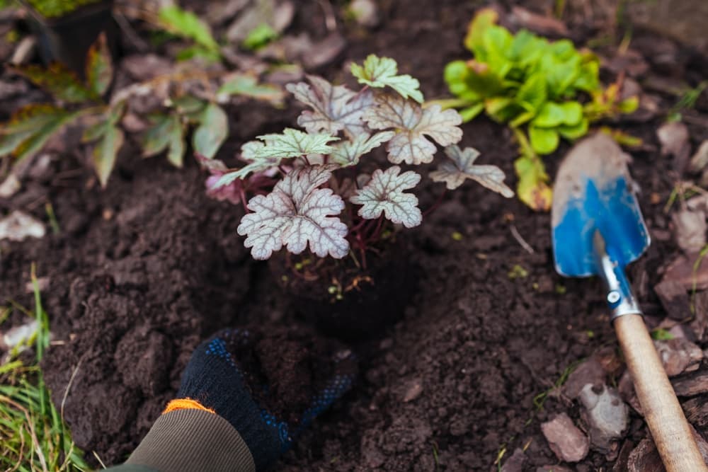 hand using a trowel to plant Coral Bells plant 'Colour Dream' in the garden