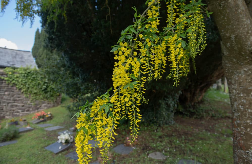 yellow flowering laburnum tree in a cemetery