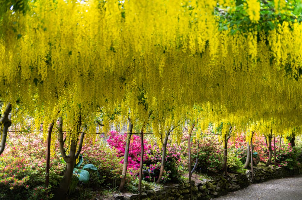beautiful yellow hanging racemes in a Laburnum arch