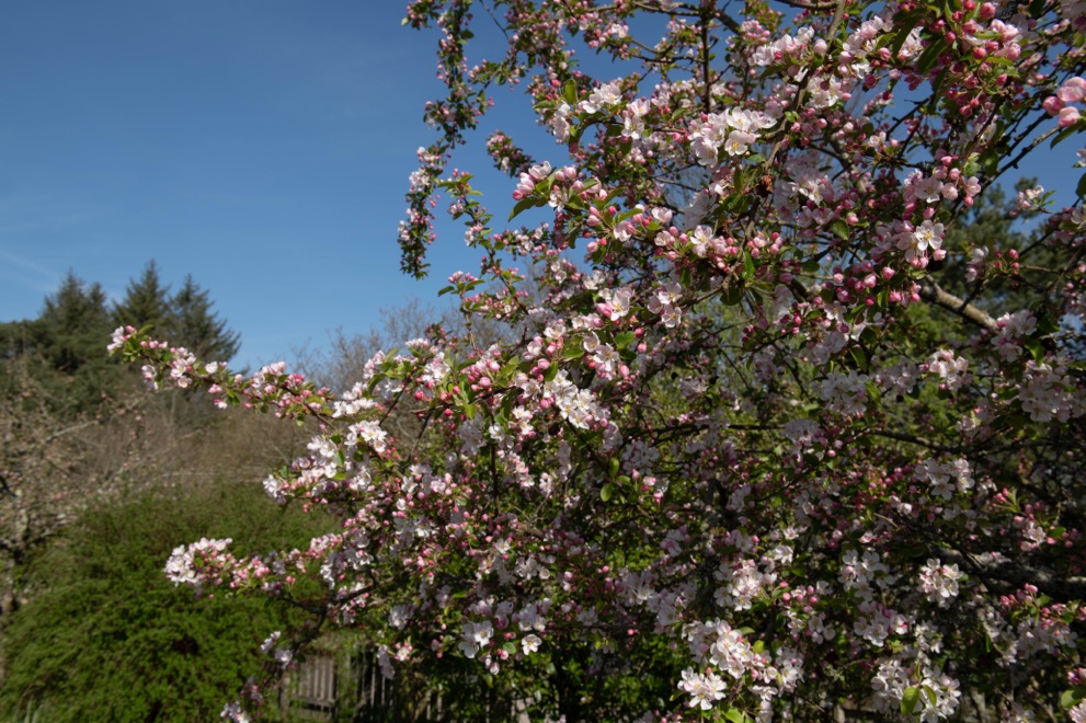 a pink and white blossoming crab apple tree growing outside on a sunny day with other trees and shrubs in the backdrop