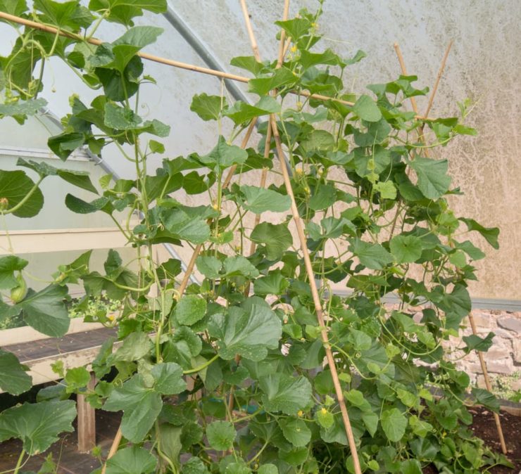 How To Grow Melons Horticulture Magazine