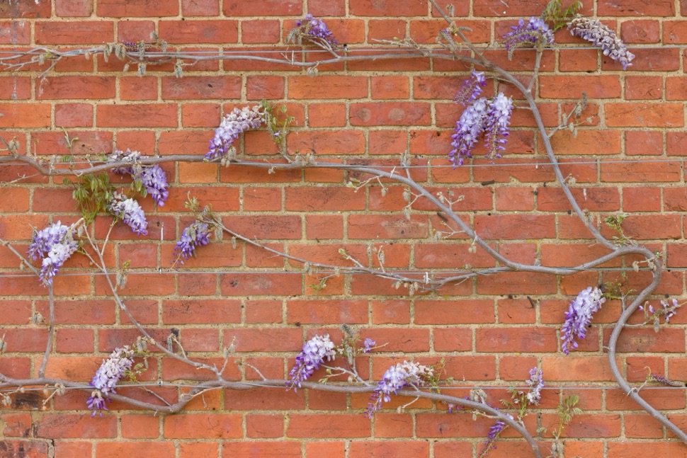 a brick wall with a purple wisteria plant growing against it