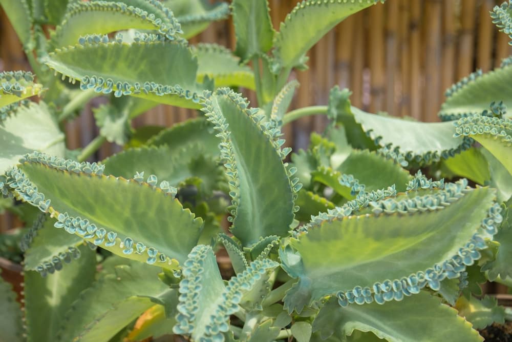 alligator plant in an outdoor setting