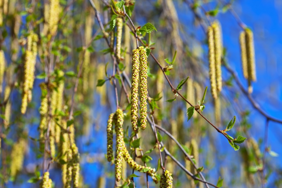 the yellowy catkins of a birch tree in front of a blue sky