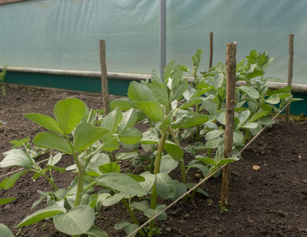 Masterpiece Green Longpod plants growing together in a vegetable plot under cover for frost protection