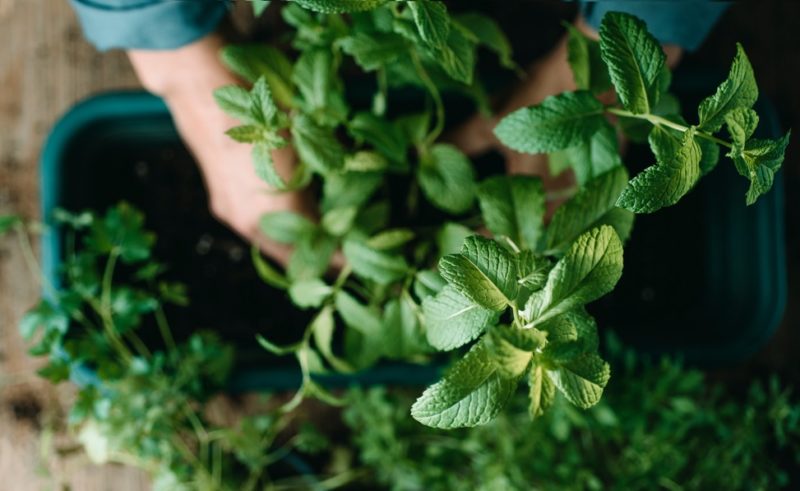 Planting Mint In The Garden? Use Pots To Prevent It Spreading, Advises