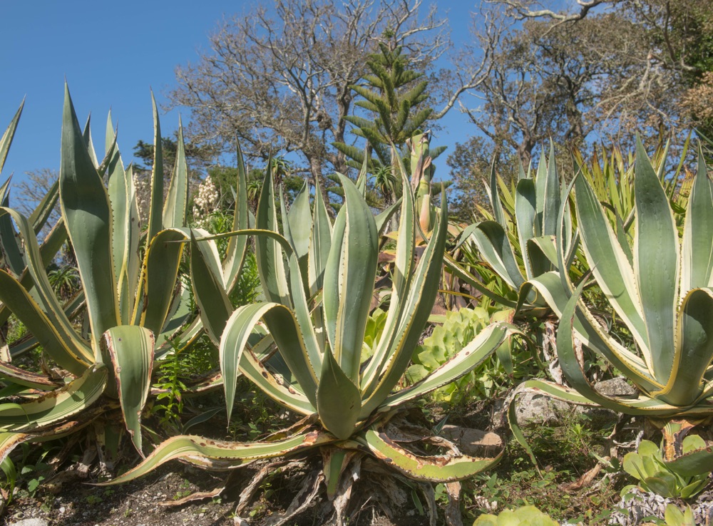 large agave plants with large leaves growing outside in a dry arid landscape