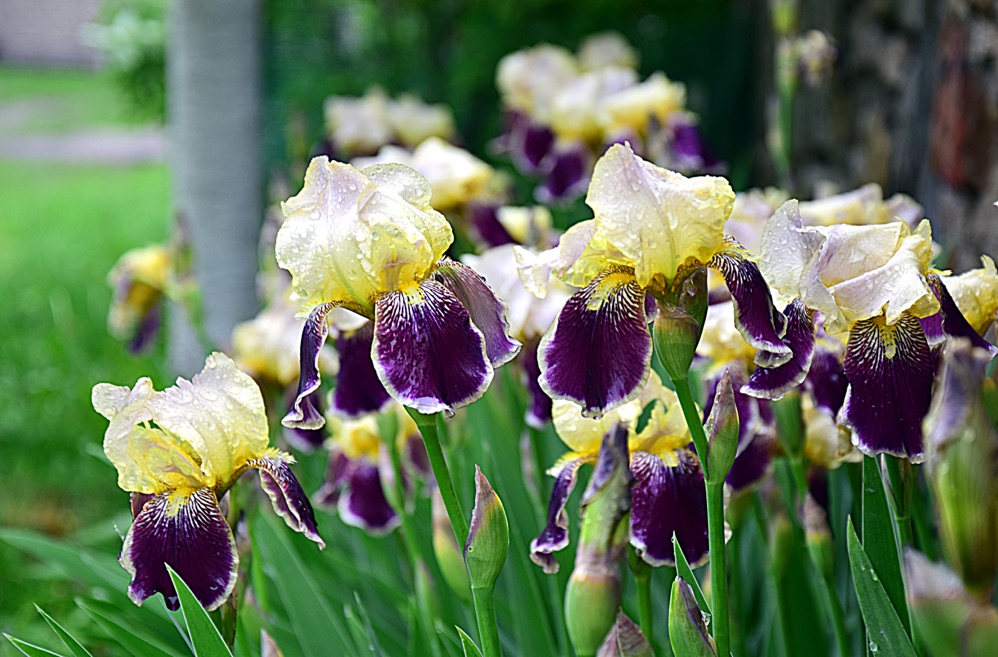 bearded iris flowers with purple, white and yellow petals on long stems growing outside in the rain