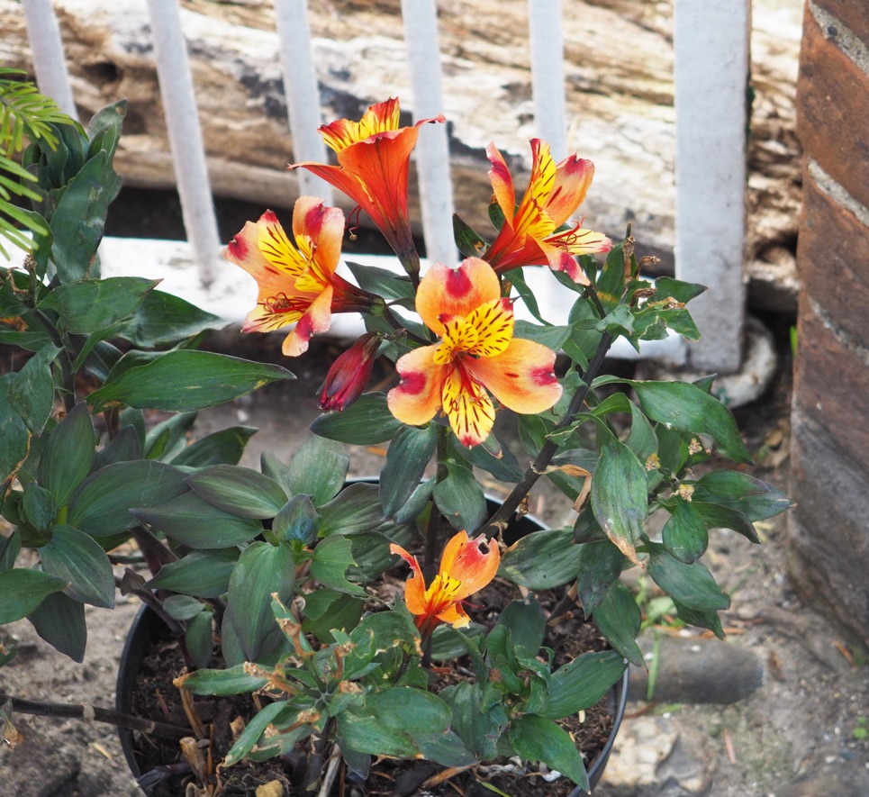 orange and yellow alstroemeria plants growing from a container outside in front of a white gate and a brick wall