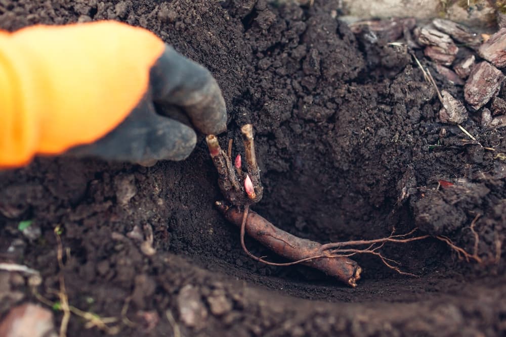 gloved hand placing peony root in a hole in soil