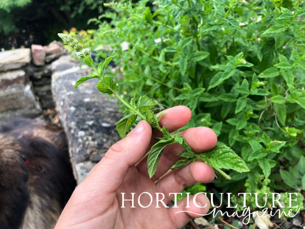 a hand holding a spring of mint in front of the main plant it has just been picked from