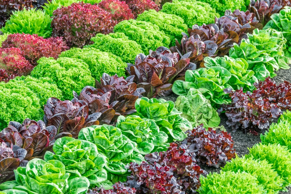 purple, green and red leafy vegetables growing from the ground in rows of colour
