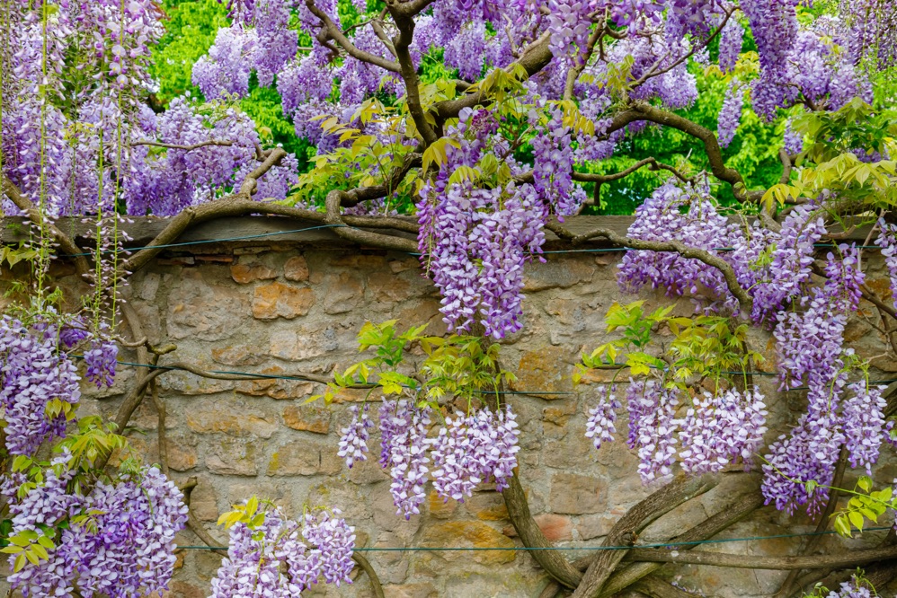 purple wisteria with large, thick branches growing against and over a stony wall