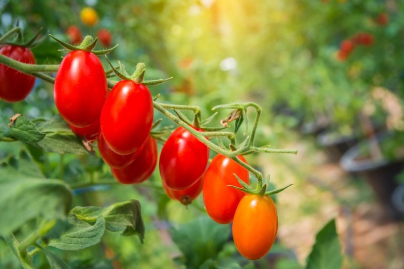 How (And When) To Harvest Tomatoes Horticulture.co.uk