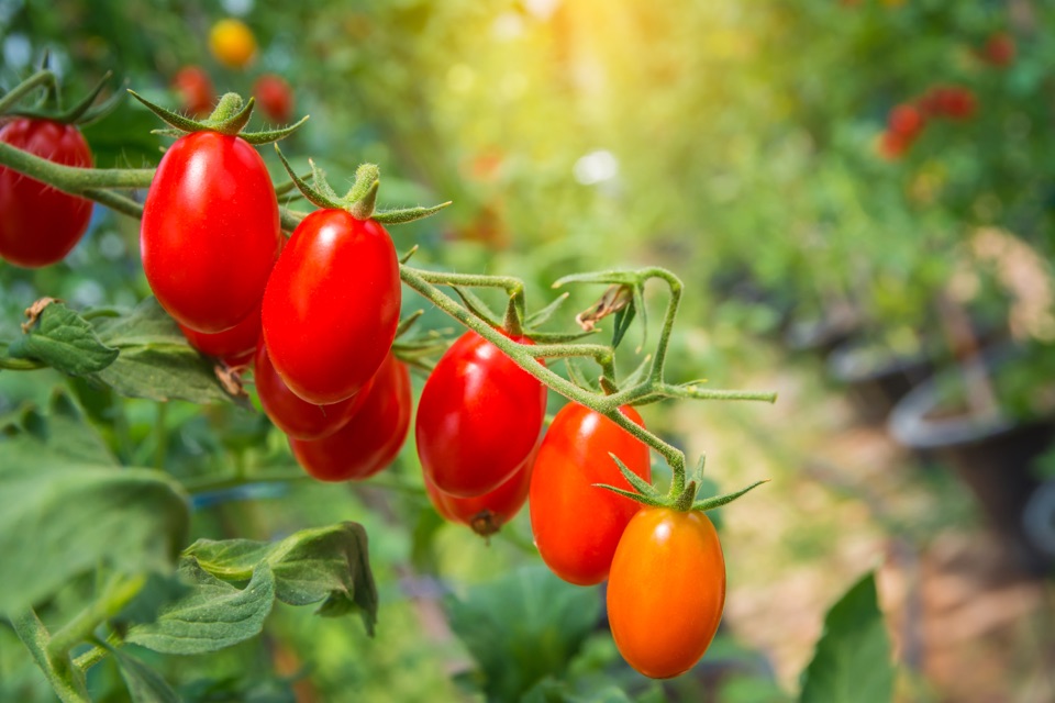 red tomatoes on a vine growing outside in a field of potted tomato plants