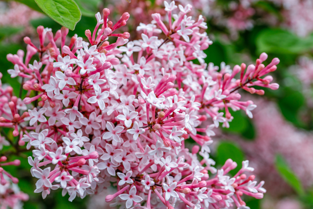 pink and white lilac flowers growing outside in front of other green leaves