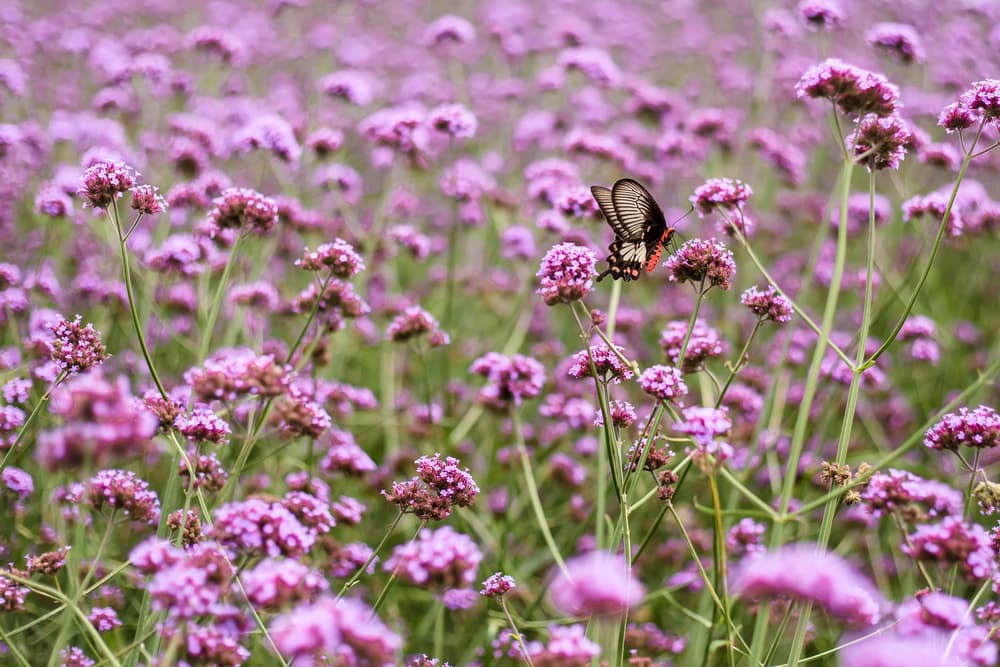 verbena flowers in a large. field with colourful butterfly sat on a flower