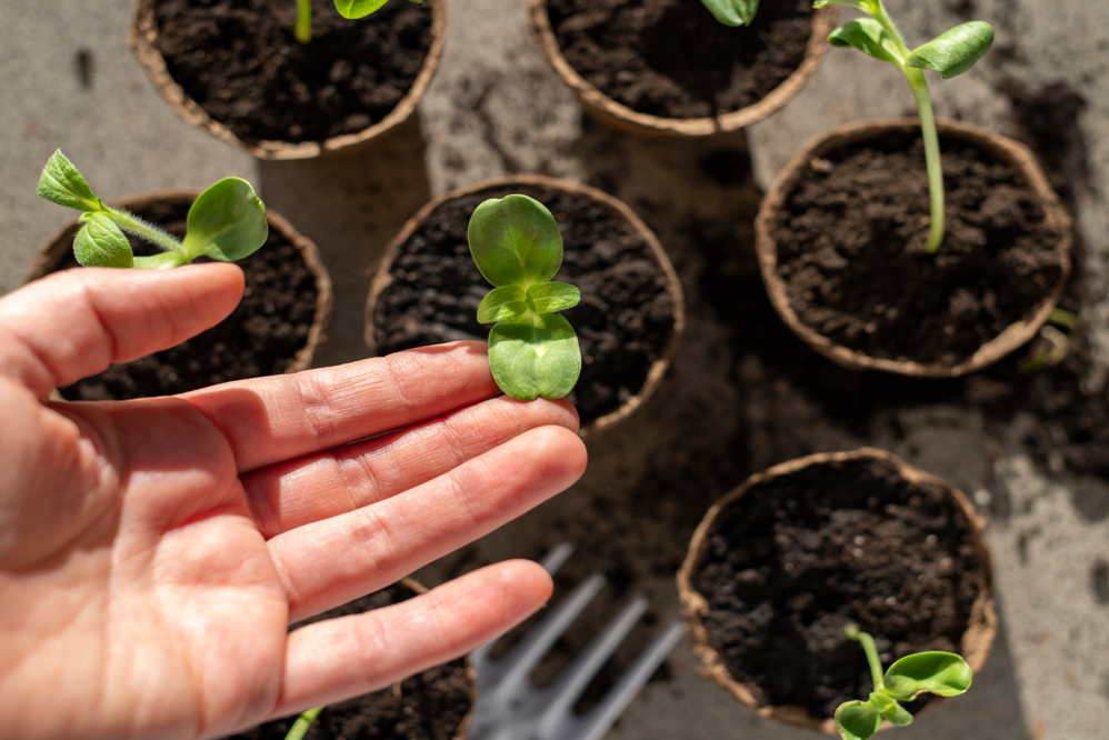 several potted young plants growing in soil, with the leaves of one being held up by a hand