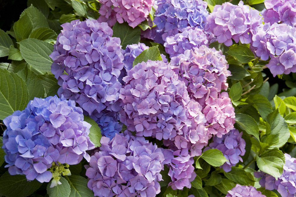 purple and pink flowering hydrangeas growing outside