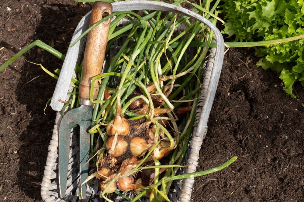 red sun shallots dug up and shown in a basket with a trowel
