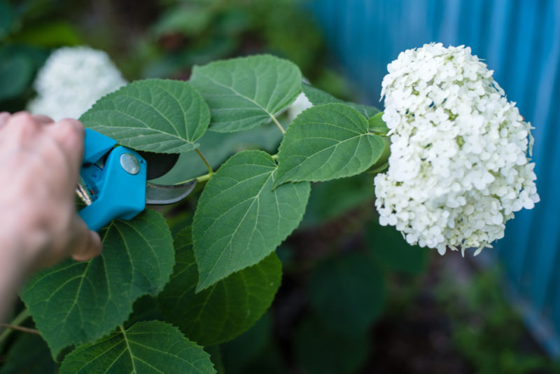 How To Dry Hydrangea Flowers Horticulture.co.uk