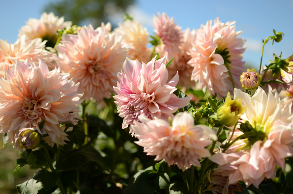 D. 'Café au Lait' with creamy pink flowers growing outside in front of a blue sky