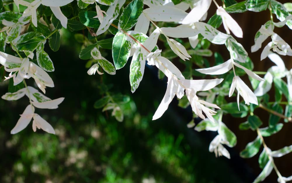 green and white foliage of Salix integra Hakuro-nishiki