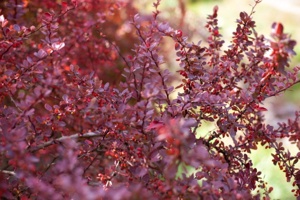 a shrub with red leaves and berries growing outside