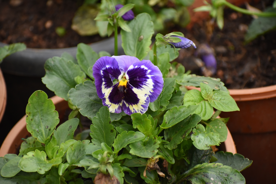 a mature purple pansy growing outside in a pot with some black spots on its leaves