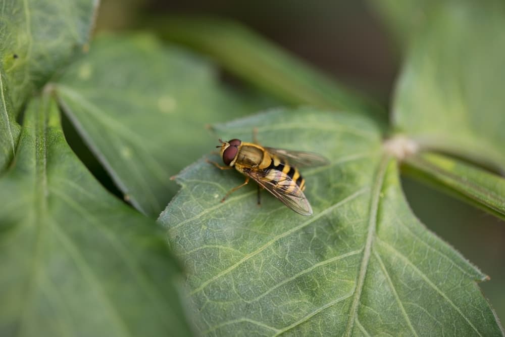 hoverfly sat on the leaf of a dahlia plant