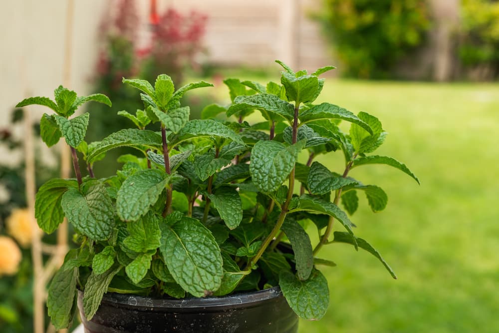 potted spearmint with a large garden in the background