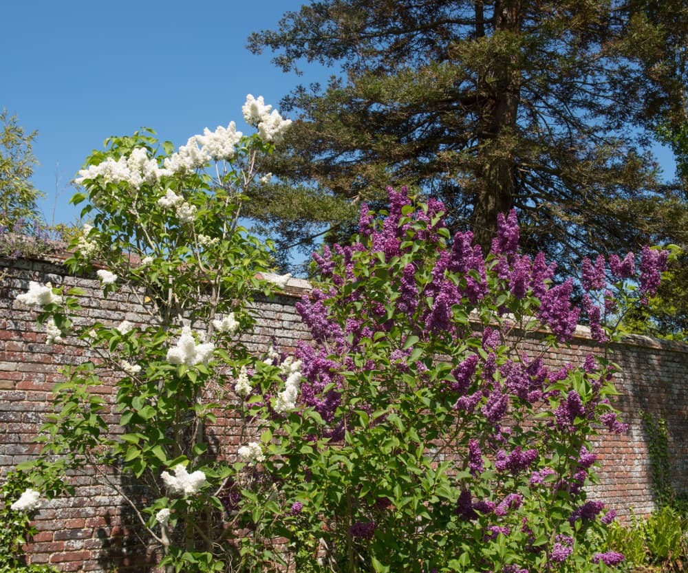 white and purple Syringa vulgaris plants growing next to each other with an old brick wall and large tree in the background