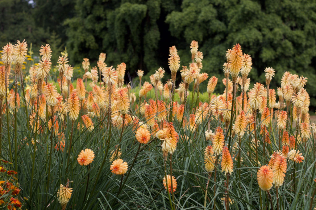 kniphofia plants with orange and yellow flowers growing amongst long green grass in front of trees