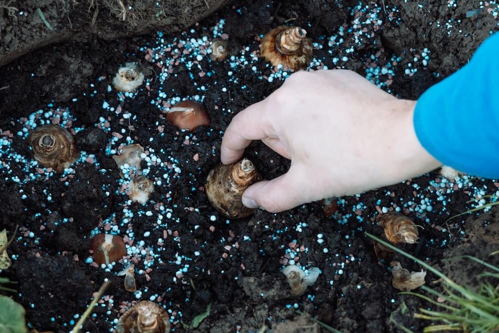 hand shown planting a narcissus bulb in heavily fertilised soil