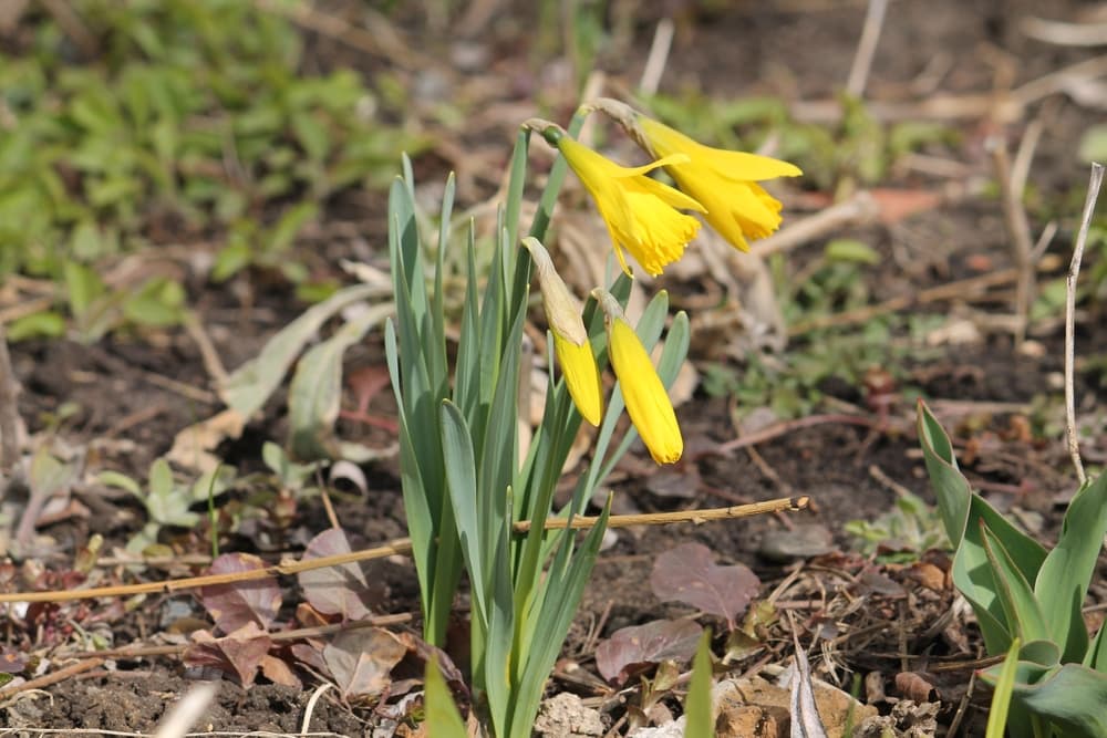 pygmy narcissus with yellow flowers beginning to open