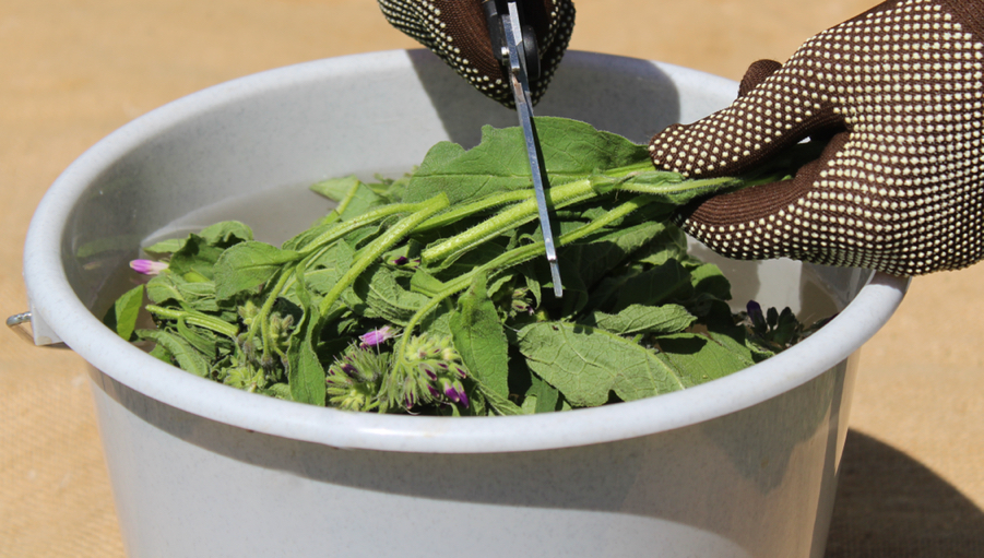 someone using scissors to cut of parts of a comfrey plant inside a bucket