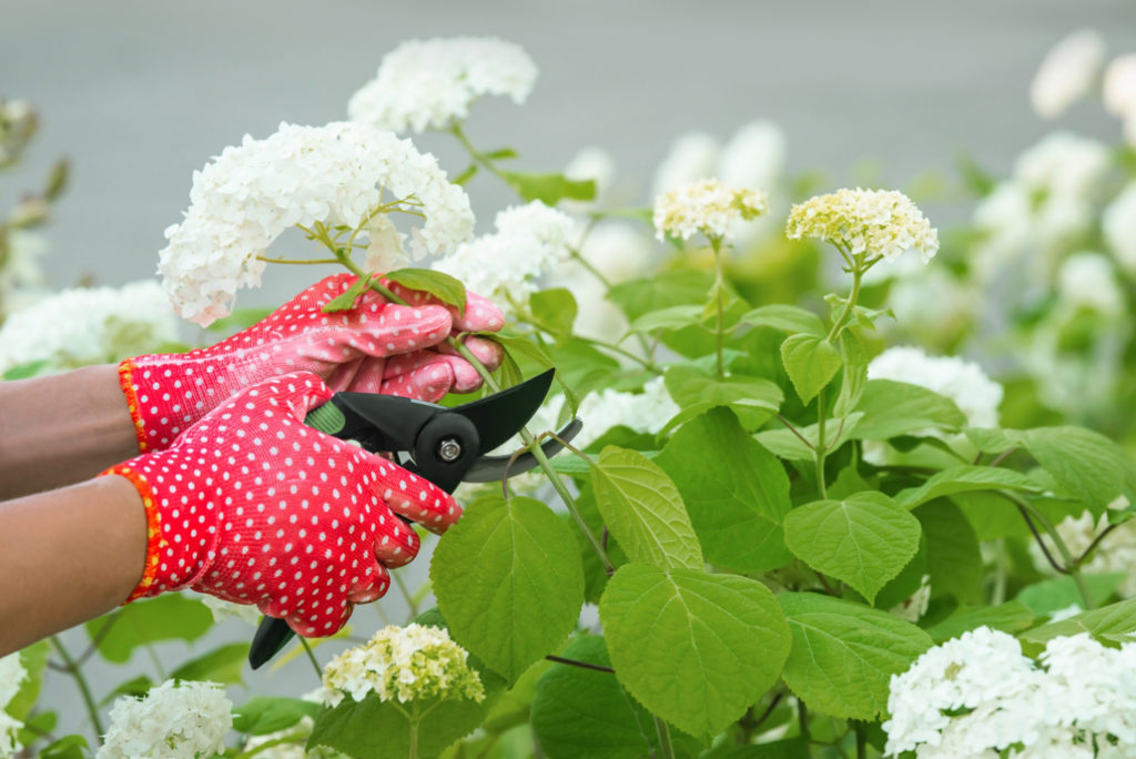 a gardener wearing red spotty gardening gloves using a pair of secateurs to deadhead the flowers from a white hydrangea shrub
